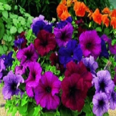 50 pellettato Candypops Vena Mix pellettato Petunia Semi Giardino Inizia POPS Candy