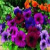 50 pellettato Candypops Vena Mix pellettato Petunia Semi Giardino Inizia POPS Candy view 1