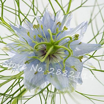 15: Nuovo arriva!Rari 100 gioielli Love in A Mist Mix Nigella Damascena Bulk issimi semi di Fiori