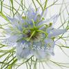 15: Nuovo arriva!Rari 100 gioielli Love in A Mist Mix Nigella Damascena Bulk issimi semi di Fiori view 1