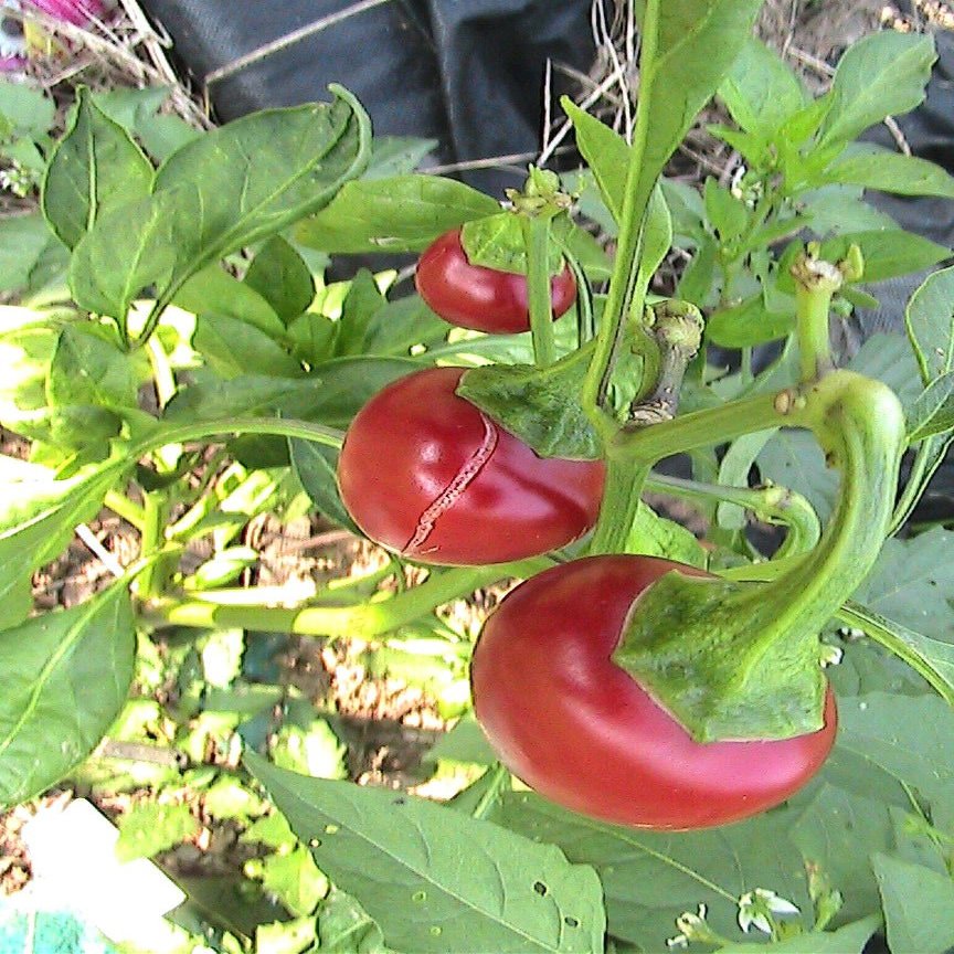 10 Semi Della ciliegia Pepper