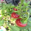 10 Semi Della ciliegia Pepper view 1