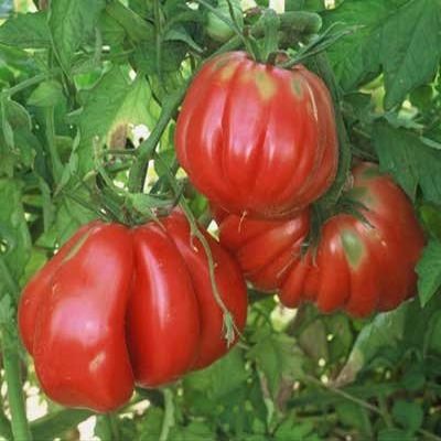 250 Semi di Zapotec Rosa costine - Pomodori di fine stagione