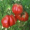 250 Semi di Zapotec Rosa costine - Pomodori di fine stagione view 1