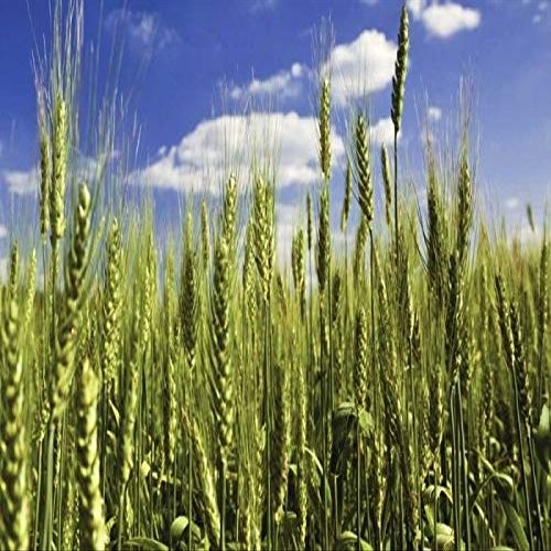 Portal Cool C - 8 Once (~ 5.200): Organic triticale Grano da Semina - Grano Segale Grani Ibrida Cereali Semi (1 per 1lb)