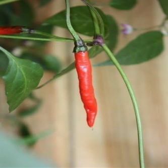 10 Semi Indian PC-1 peperone, peperoncino Super hot Da India!