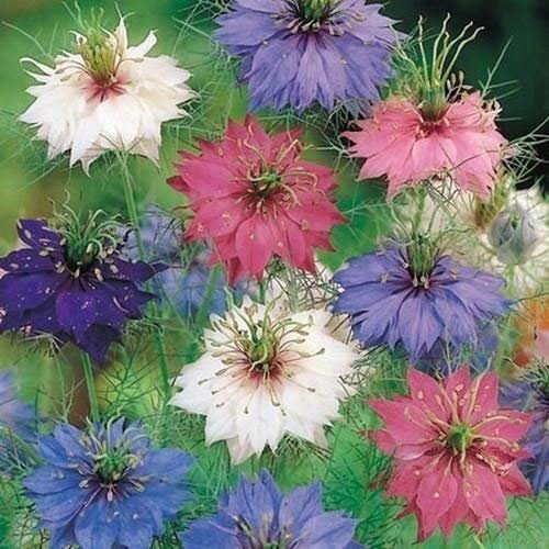 Amore in un semi di Fiori Mist Mix (Nigella damascena) 200 + Semi