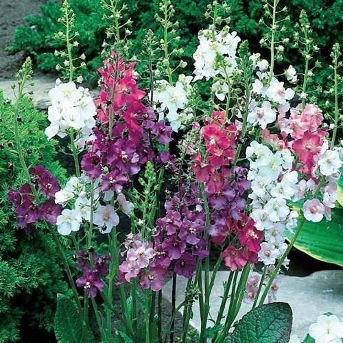 200 Semi di Mullein Fiore Mix (Verbascum Phoenicium)
