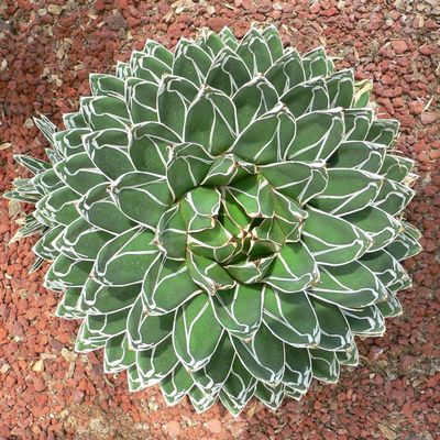 Portal Cool Agave Regina 15 Semi