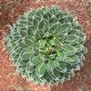 Portal Cool Agave Regina 15 Semi view 1