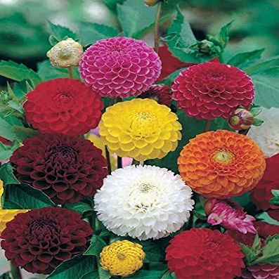 10 pezzi di semi di Fiori doppi Zinnia Mix