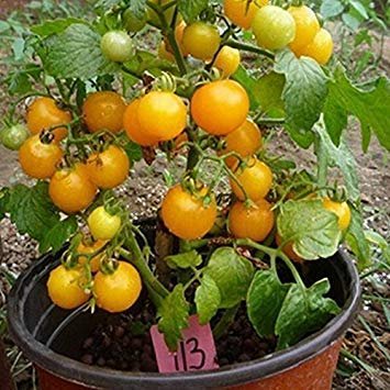 400 Erbe di origano Semi Della Spezia condimento di Verdure Della Cucina Semi ricchi di Sapore
