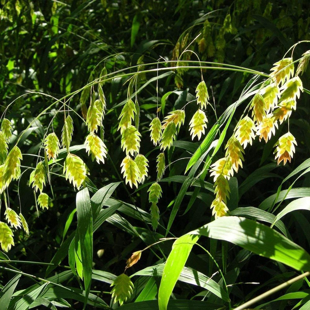 NORD Sea Oats Chasmanthium latifolium 50 SEMI
