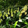 NORD Sea Oats Chasmanthium latifolium 50 SEMI view 1