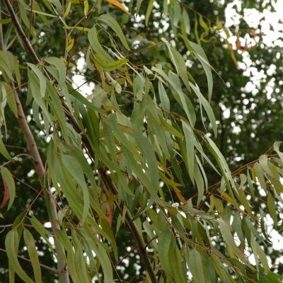 Limone Gum Eucalyptus citriodora 25 SEMI