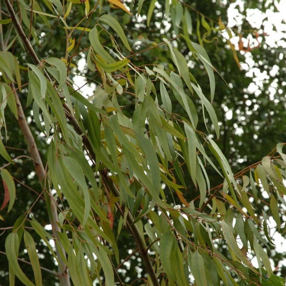 Limone Gum Eucalyptus citriodora 25 SEMI