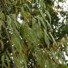 Limone Gum Eucalyptus citriodora 25 SEMI view 1