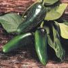 30 semi di Mucho Nacho ibrida - Hot Peppers view 1