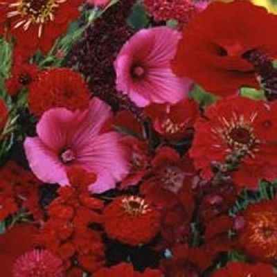 100 semi di semi di Fiori Fiore Rosso Wildflower Wildflower Mix selvaggio