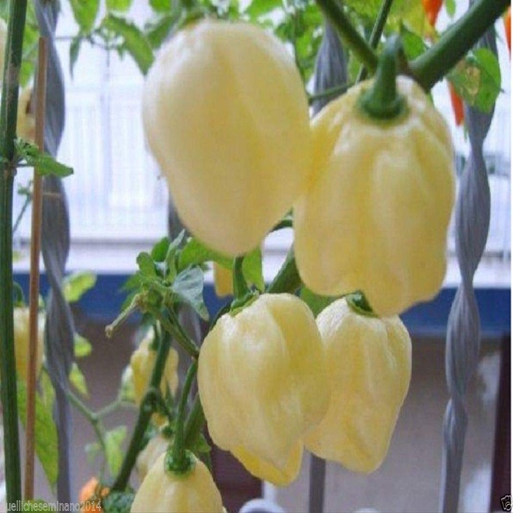 20 Semi Habanero Whithe Giant- Large White Hot Pepper + Guida coltivate