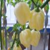 20 Semi Habanero Whithe Giant- Large White Hot Pepper + Guida coltivate view 1