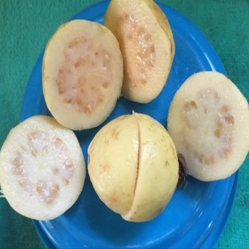 5 semi di messicani semi Crema Guava Superior Taste frutta le