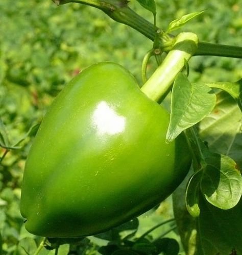 10 semi di Verde piccante SEMI Pimento Pepe! CALORE MILD!