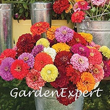 SEMI -100pcs Della miscela di Colore Zinnia Elegans Semi Fiore Zinnia Fiore Della Giovent-and-vecchiaia giardino Della casa Della pianta del Fiore facile crescere
