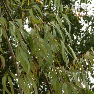(50 semi) Eucalipto Citriodora/Lemon Scented Gum