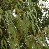 (50 semi) Eucalipto Citriodora/Lemon Scented Gum view 1