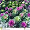 30 + ornamentali fioritura Kale semi di Fiore Mix