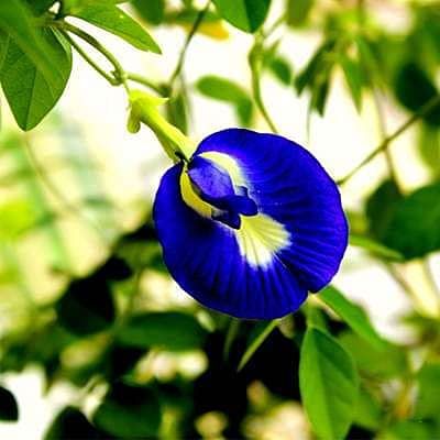 100 pezzi di semi di Fiori di Clitoria ternatea
