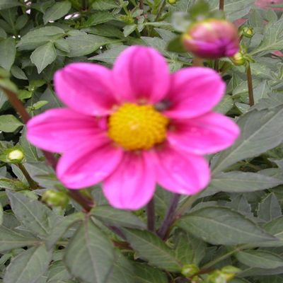 Fresh 50 semi - Semi Dalia Mignon Fiore Della Rosa