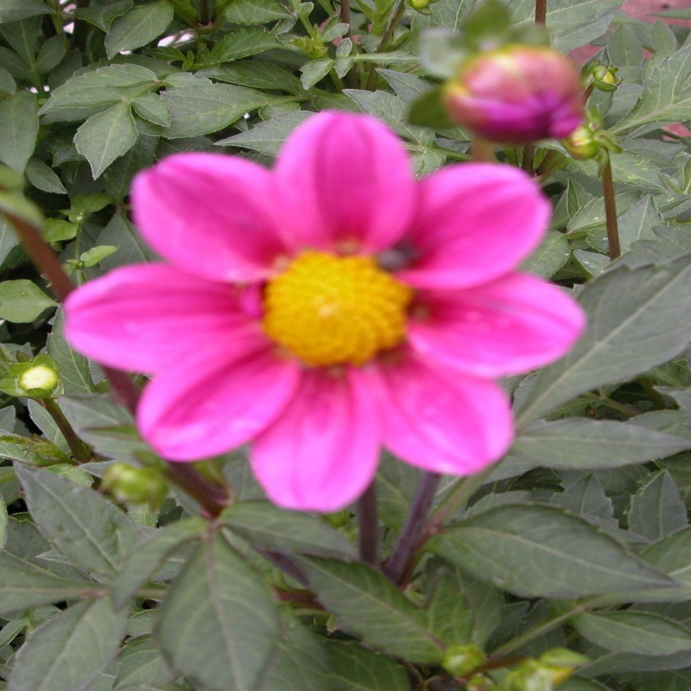 Fresh 50 semi - Semi Dalia Mignon Fiore Della Rosa