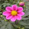 Fresh 50 semi - Semi Dalia Mignon Fiore Della Rosa view 1