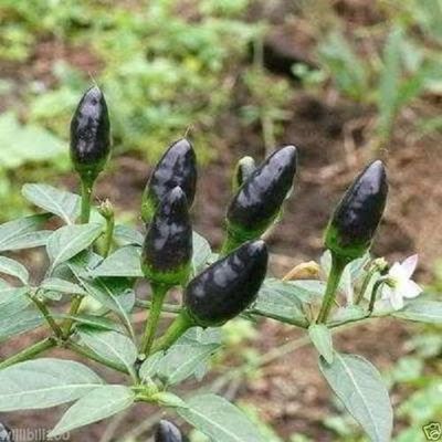 30 semi Nero Pequin Chilli/Chili- Pepper semi, Capsicum annum   Very Hot Dall'!