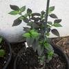 10 Semi Nuovo Ultra RARA Nero Unico Nocturne Hot Chili Pepper view 1