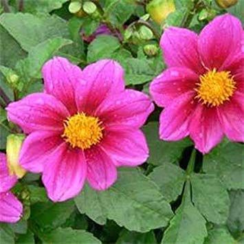 Fresh 100 semi - Semi Dalia Mignon Fiore Della Rosa