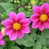 Fresh 100 semi - Semi Dalia Mignon Fiore Della Rosa view 1