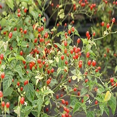 10 Semi deserto Tepin Chili Madre di Tutti i peperoni, Super HOT - 250.000 unit Scoville di wbut2023