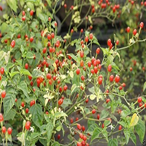 10 Semi deserto Tepin Chili Madre di Tutti i peperoni, Super HOT - 250.000 unit Scoville di wbut2023