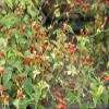 10 Semi deserto Tepin Chili Madre di Tutti i peperoni, Super HOT - 250.000 unit Scoville di wbut2023 view 1