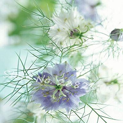 2: Nuovo arriva!Rari 100 gioielli Love in A Mist Mix Nigella Damascena Bulk issimi semi di Fiori