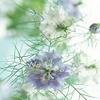 2: Nuovo arriva!Rari 100 gioielli Love in A Mist Mix Nigella Damascena Bulk issimi semi di Fiori view 1