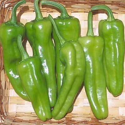 15 Semi di PEP339 Pepperoncini Italiana (piccante, Caldo al Leggermente Hot Pepper)