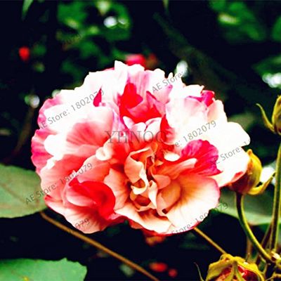 50pcs/Bag Colore Misto Hibiscus mutabilis semi di Fiori di ibisco Dinnerplate perenne Fiore per la casa giardino piantare 7