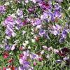 50 Semi precoce Multiflora Mix Sweet Pea Wildflower view 1