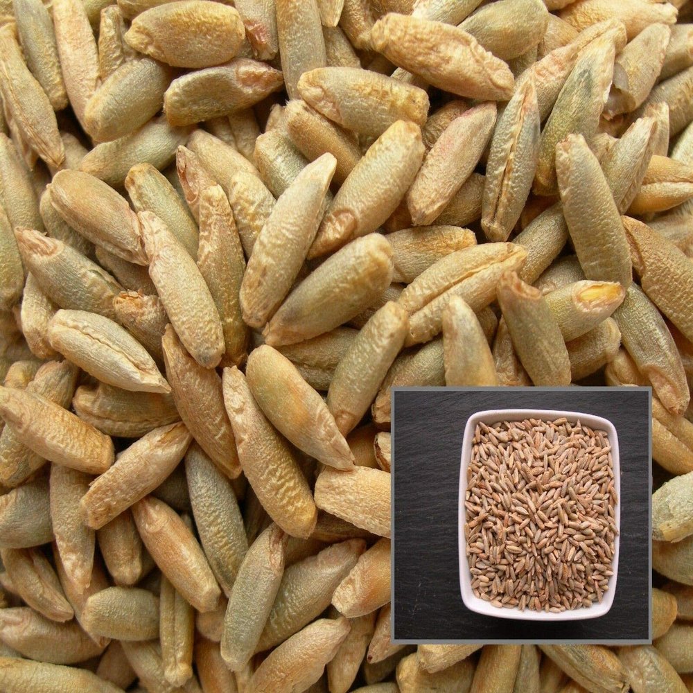 Portal Cool 40 mi: Rye foraggiare Pastar - Secale cereale L. - Rye - (concimi verdi - Gre - Sem02