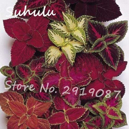 1: Colori rari Della miscela 40 particelle Coleus Solenostemon Scutellarioides Semi issimi semi di Fiori colorati per il giardino di casa