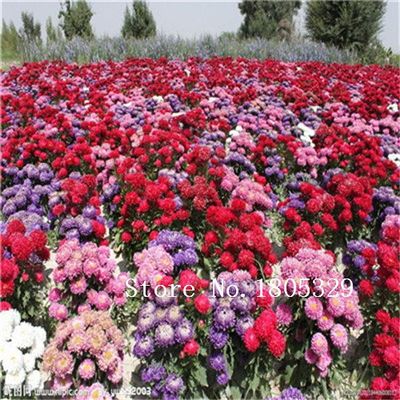 5: 100 Unids s Aster Semillas (Callistephus) Le DAR & Aacute; Un Completo De Verano Brillante Flores Grandes Semillas Paquete Original Libre Shi